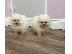 PoulaTo: Κουτάβια Pomeranian